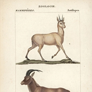 Klipspringer, Oreotragus oreotragus, and roan