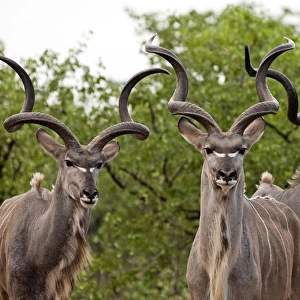 Kudu - males (males are seen with females only