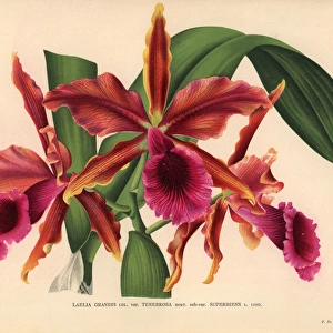 Laelia grandis var Tenebrosa sub-var superbiens orchid