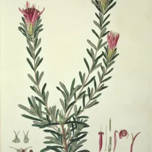 Lambertia formosa Mountain Devil Print, 1796 Lambertia formosa Mountain Devil Print, 1796