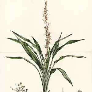 Lance dracaena orchid, Dracaena aubryana