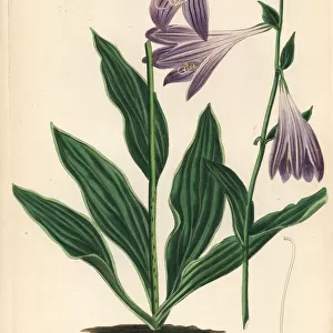 Lanceleaf plantain lily, Hosta lancifolia