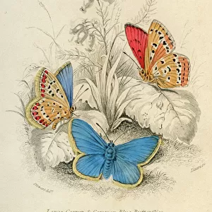 Butterfly Art Prints: Large Copper