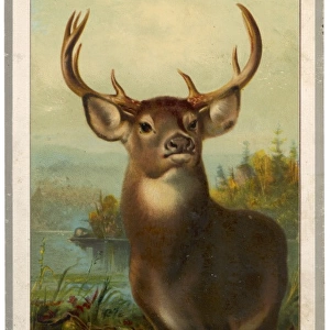 LARGE STAG