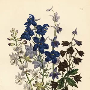 Larkspur or Delphinium species