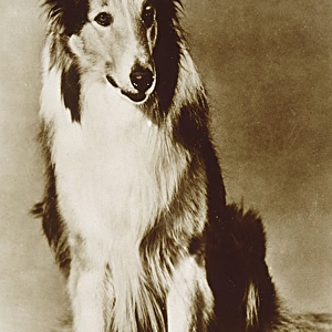 Lassie / Mgm Postcard
