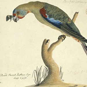Lathamus discolor, swift parrot