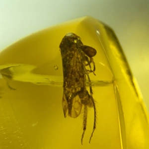 Leafhopper bug in Dominican amber