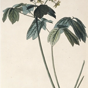 Leontice thalictroides, beechdrops