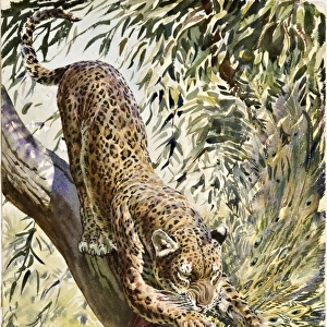 A Leopard catches a Peacock