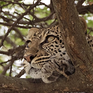 Leopard - in a tree looking for prey