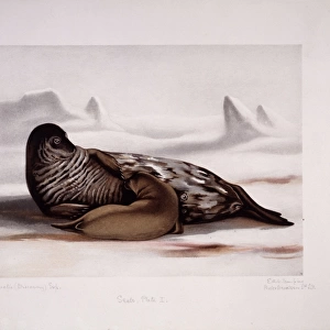 Leptonychotes weddellii, Weddell seal