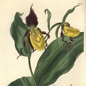 Lesser-flowered or greater yellow ladys slipper