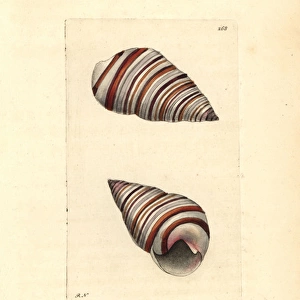 Liguus snail, Liguus virgineus