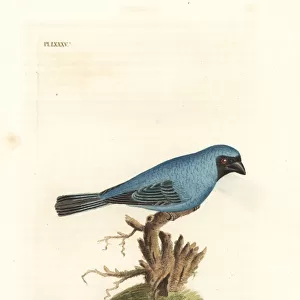 Tanagers Collection: Swallow Tanager