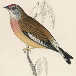 Linnet Print: A Watercolour of Carduelis cannabina Linnet Print: A Watercolour of Carduelis cannabina