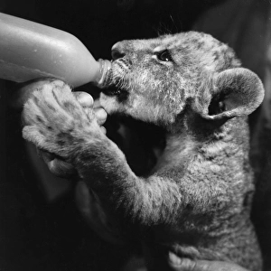 Lion cub drinking from a bottle