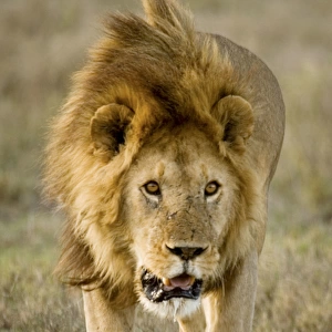 Lion - Male running