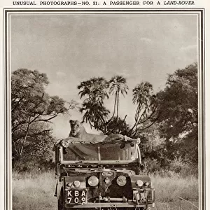 Lioness sitting on top of a Series One Land Rover
