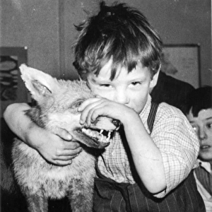 Little boy with fox, c. 1950