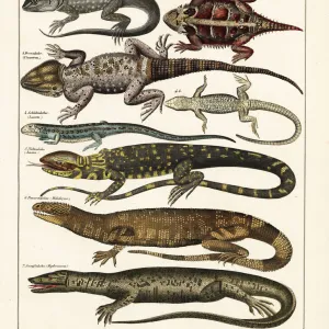 Lizard varieties