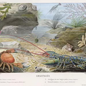 Crustaceans Framed Print Collection: Blue Shrimp