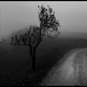 Lone olive tree and mist Tuscany