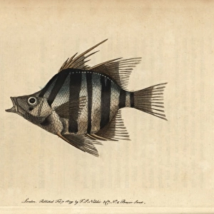 Long-spined or pungent chaetodon, Enoplosus armatus