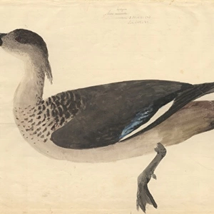 Lophonetta specularoides, crested duck
