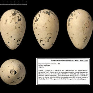 Lord Lilfords great auk egg