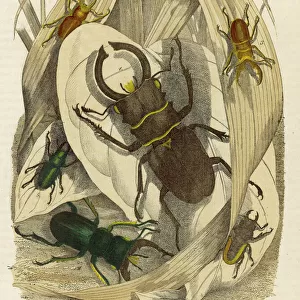 Lucanus Dux beetle