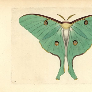 Luna moth, Actias luna