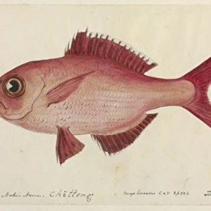 Lutjanus campechanus, red snapper