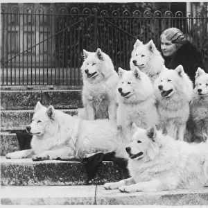 M Keyte Perry and Samoyeds
