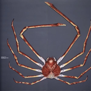 Macrocheira kaempferi, Japanese spider crab