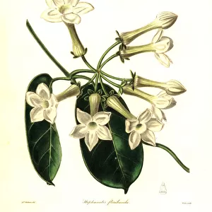 Madagascar jasmine, Marsdenia floribunda