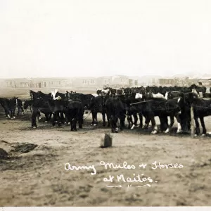 Maitos, Chanakkale - Dardanelles, Turkey - Army mules and horses. Date: 1923