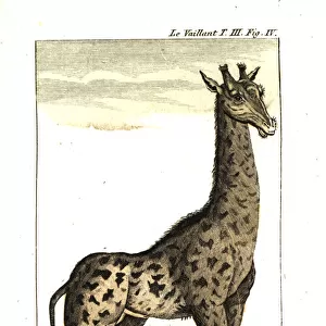 Male giraffe, Giraffa camelopardalis