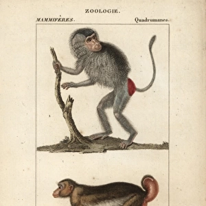 Male Hamadryas baboon, Papio hamadryas