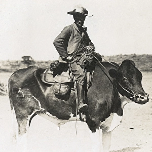 Man riding a cow, Windhoek, south west Africa