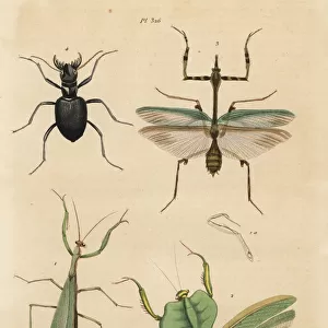 Mantis species, tiger beetle and mantidfly
