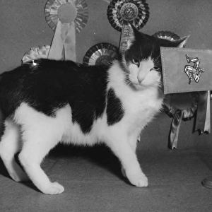 Manx cat with rosettes and flag