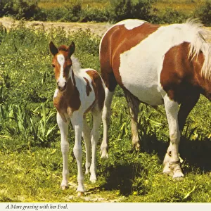 A Mare grazing with her Foalby M. H. Downes
