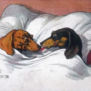 Print of Two Dachshunds in Bed Print of Two Dachshunds in Bed
