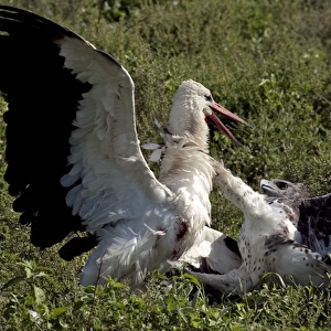 Martial Eagle - attacking White Stork - the fight