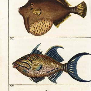 Matted filefish, queen triggerfish and white