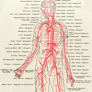 Medical / Anatomy / Blood
