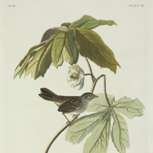 Melospiza georgiana, swamp sparrow