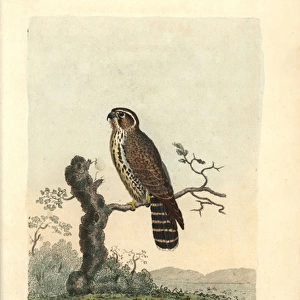 Merlin, Falco aesalon, Falco columbarius