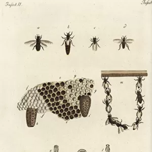 Metamorphosis of honey bees, honeycomb, queens, drones